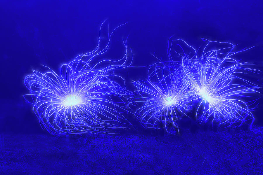 Underwater Fireworks - Sea Anemones Photograph by Mitch Spence