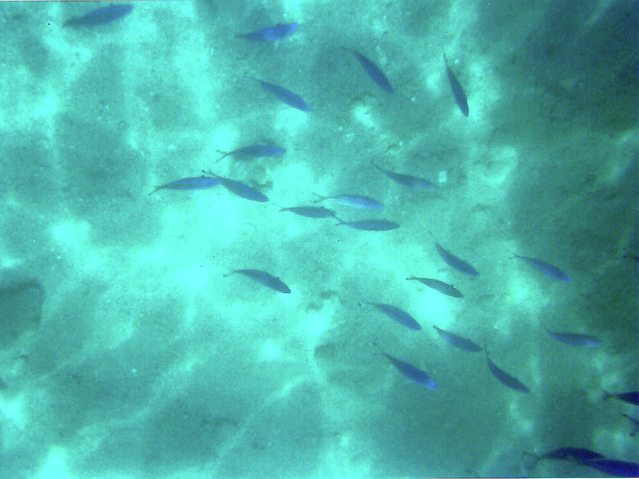 Fish Photograph - Underwater Fishies by Elizabeth Hoskinson