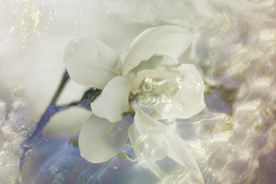 Flower Photograph - Underwater Flower by Charlotte DiSipio-Grillo