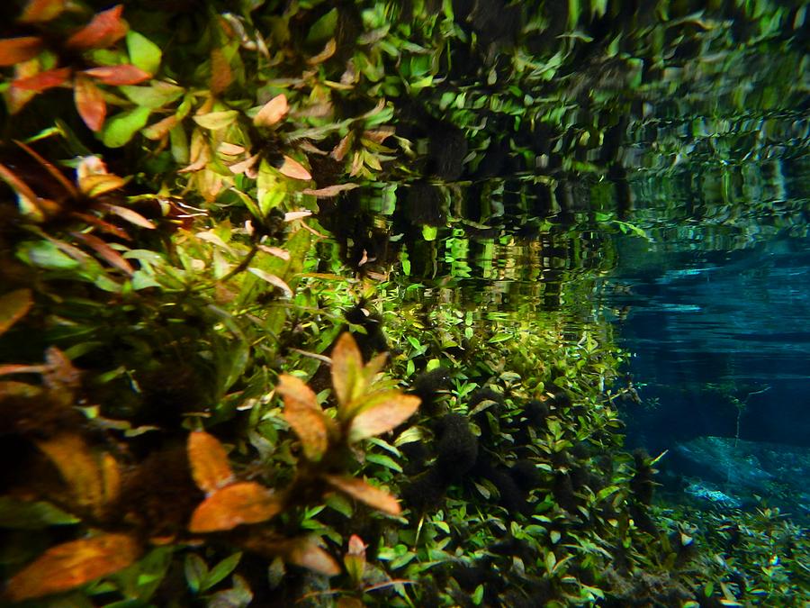 Underwater Garden Photograph by Sheri McLeroy