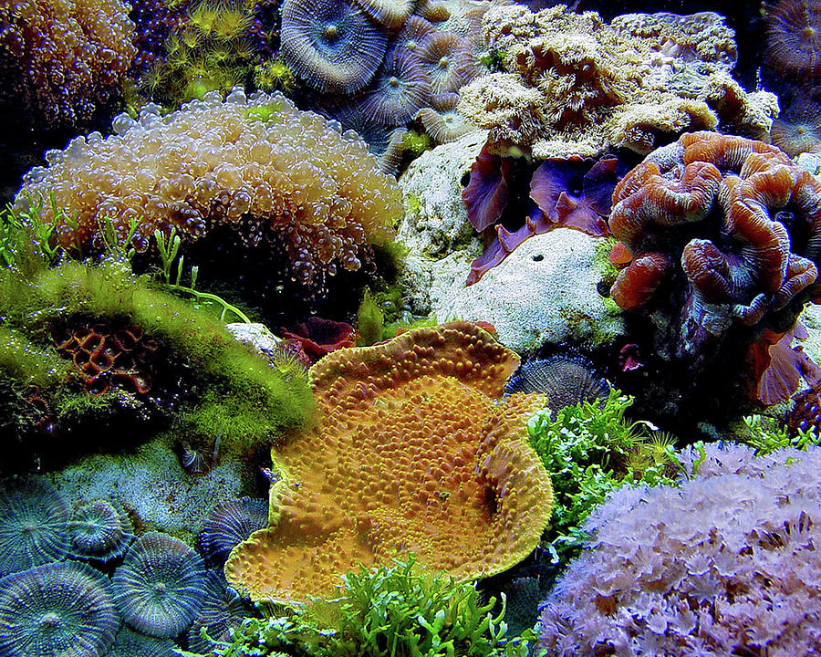 Underwater Landscape Photograph by Murray Bloom