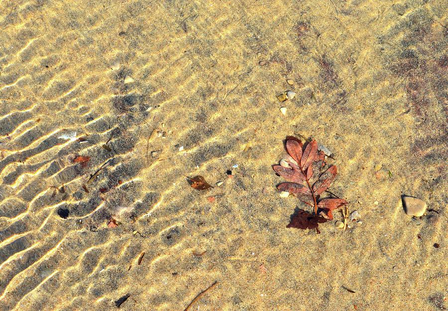 Underwater Leaf And Waves Digital Art by Lyle Crump
