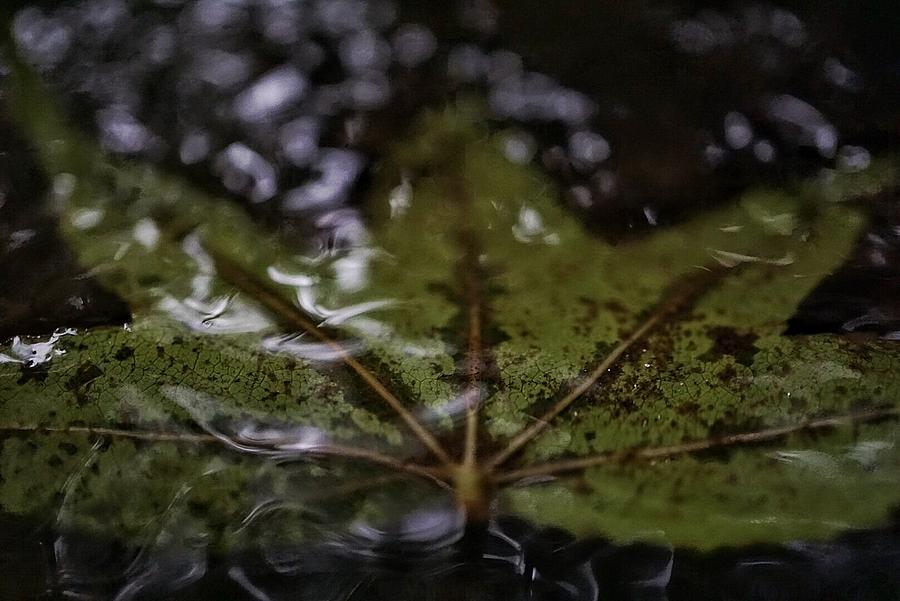 Nature Photograph - Underwater Leaf by Fara Shehee