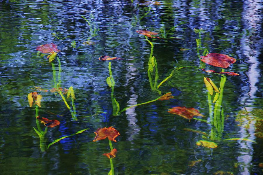 Underwater Lilies Photograph by Sean Sarsfield