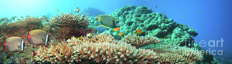 Fish Photograph - Underwater panorama by MotHaiBaPhoto Prints