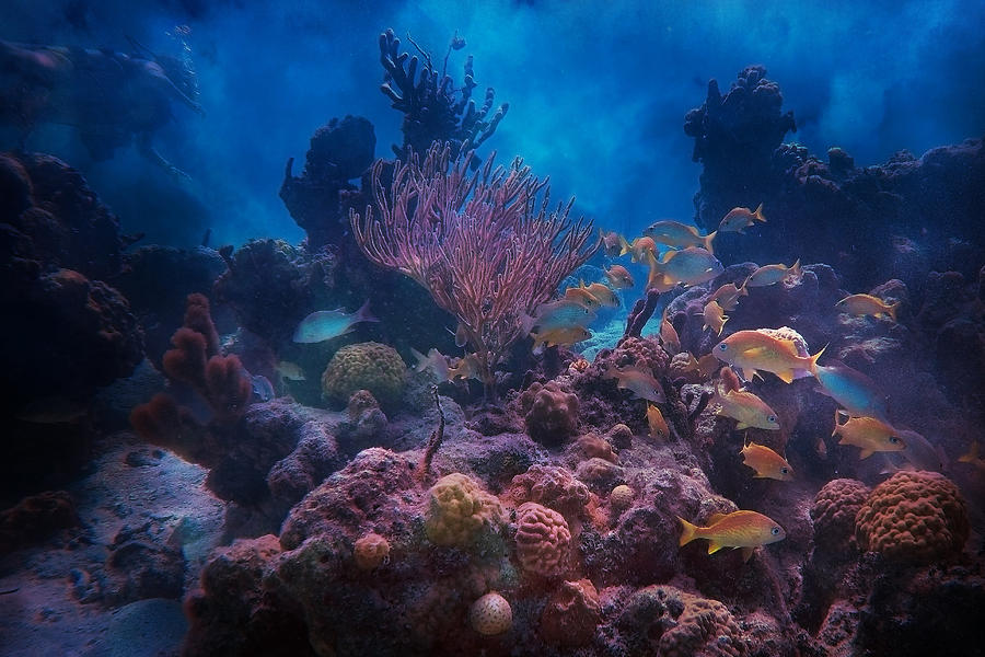 Fish Photograph - Underwater Paradise by Betsy Knapp