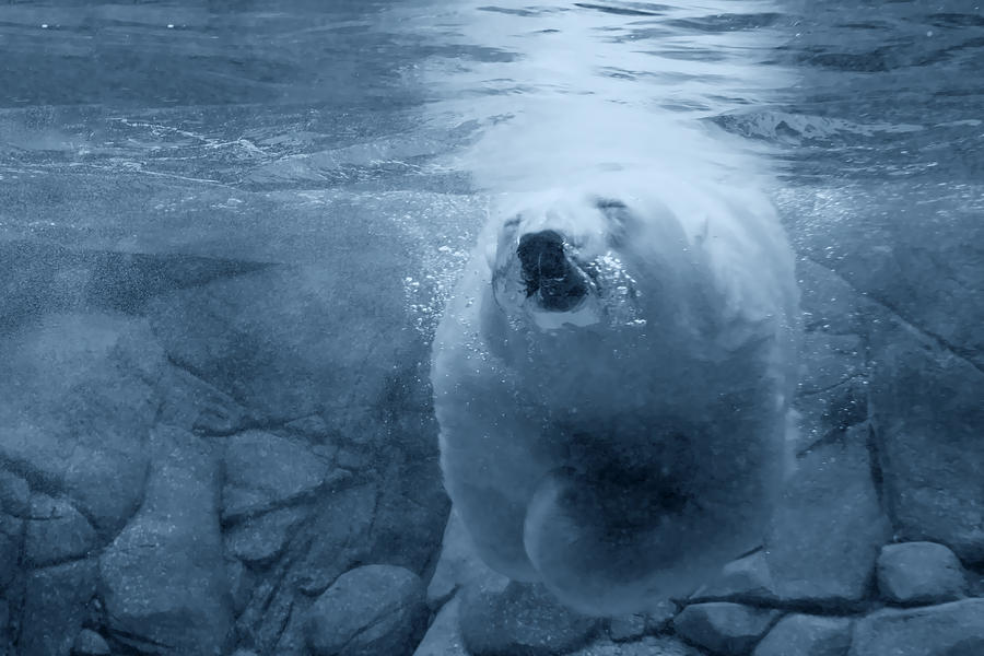 Polar Bear Photograph - Underwater Playground by Douglas Barnard