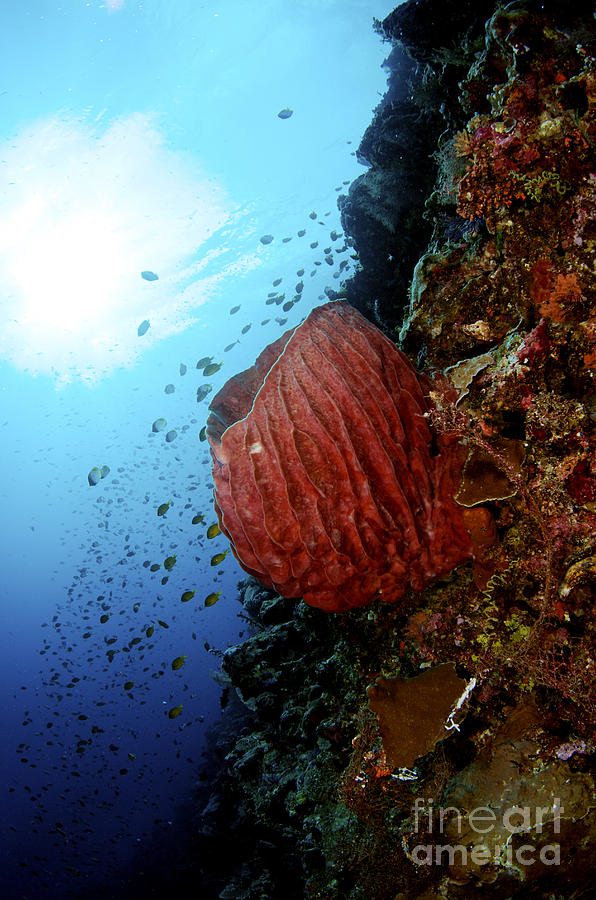 Underwater Scene - Barrel Sponge Photograph by Steve Rosenberg - Printscapes