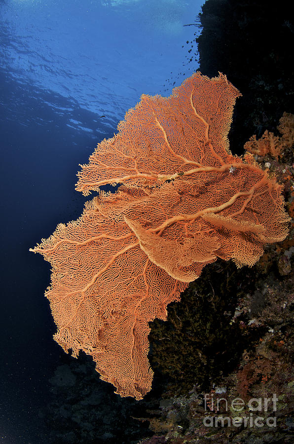 Underwater Scene - Sea Fan Coral Photograph by Steve Rosenberg - Printscapes