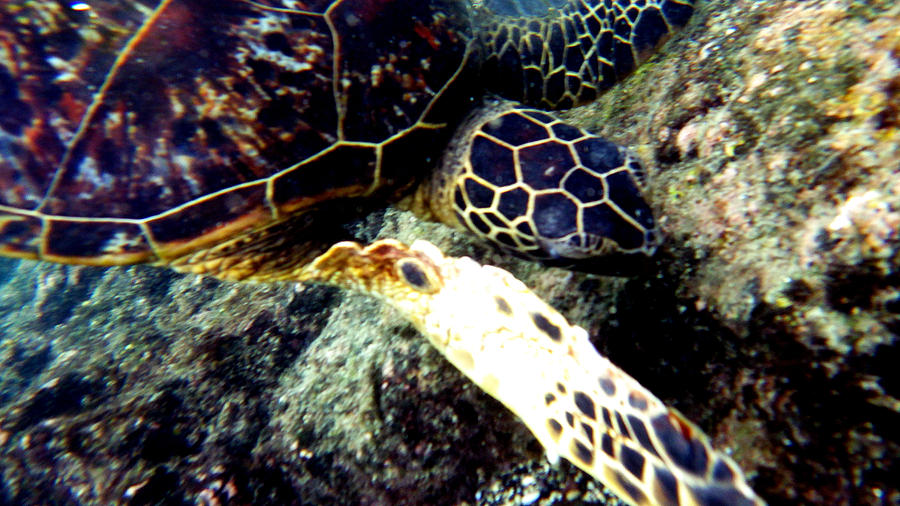 Underwater Sea Turtle Photograph by Karen Nicholson
