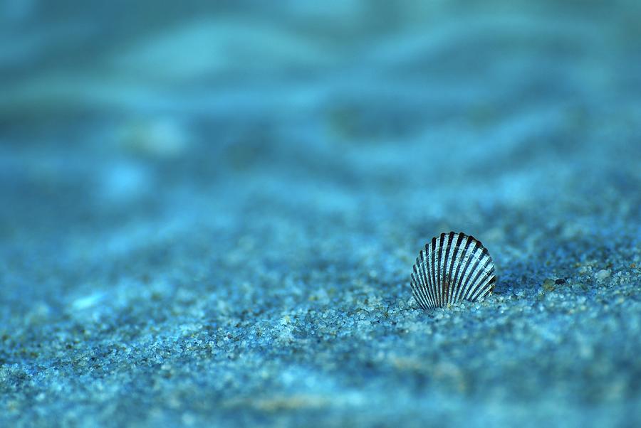 Still Life Photograph - Underwater Seashell - Jersey Shore by Angie Tirado
