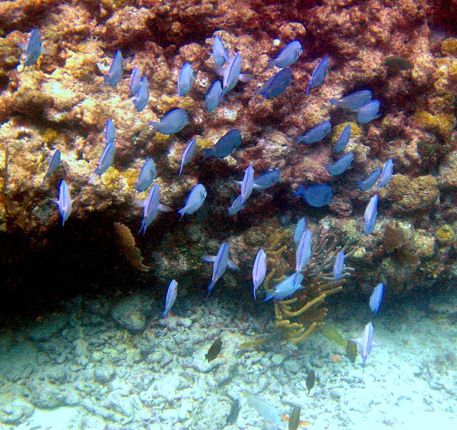 Underwater Sky Photograph by Christi Willard - Fine Art America