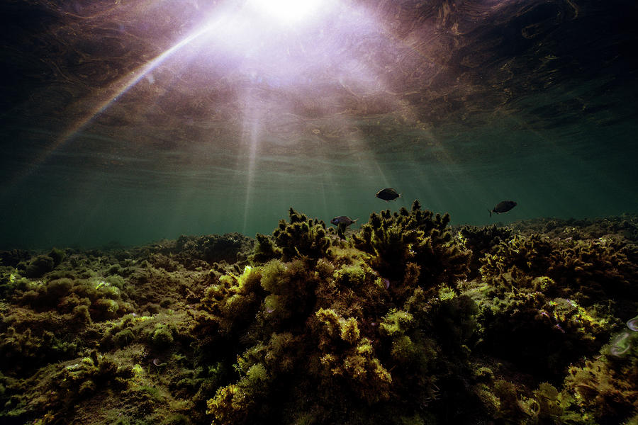 Underwater Sunset Photograph by Gemma Silvestre