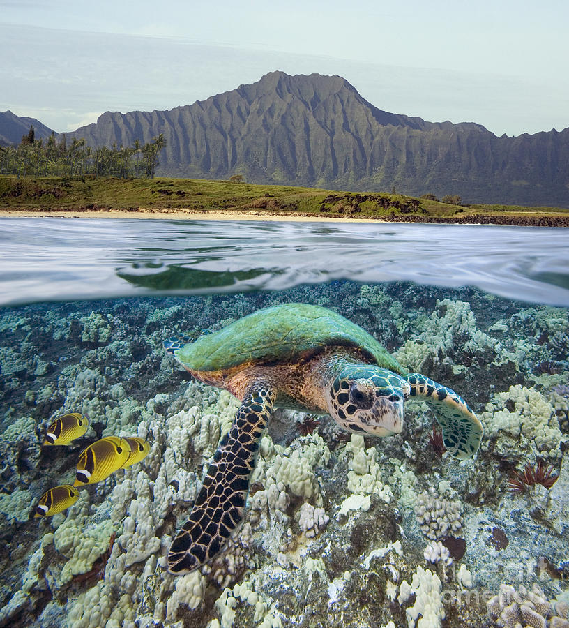 Underwater Turtle Photograph by Dave Fleetham - Printscapes