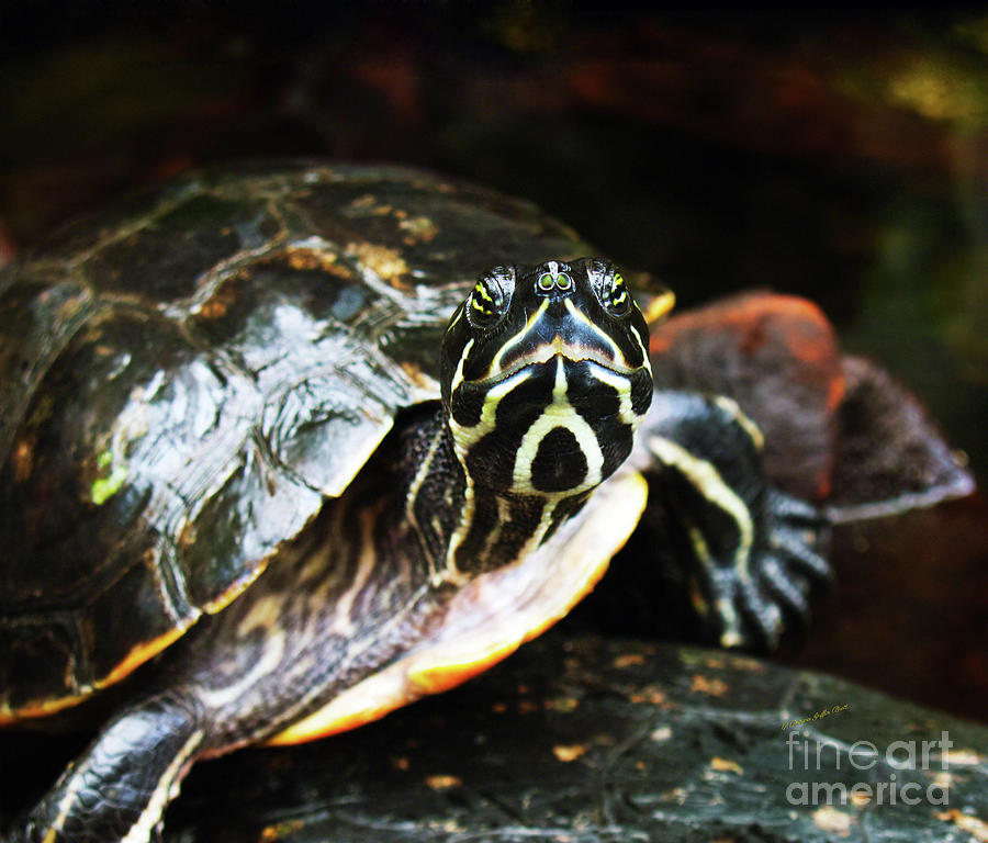 Underwater Turtle Photograph by Patricia Griffin Brett