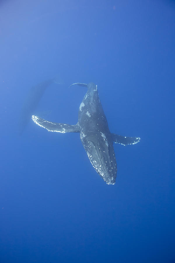 Underwater View Of A Humpback Whale Photograph by Dave Fleetham