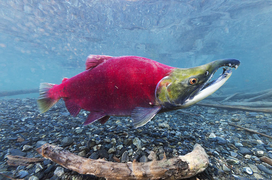 Underwater View Of A Male Sockeye Photograph By Roland Hemmi 