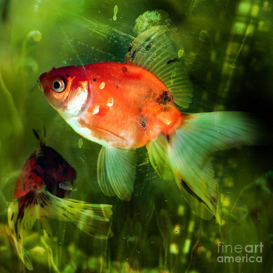 Goldfish Photograph - Underwater World by Ang El