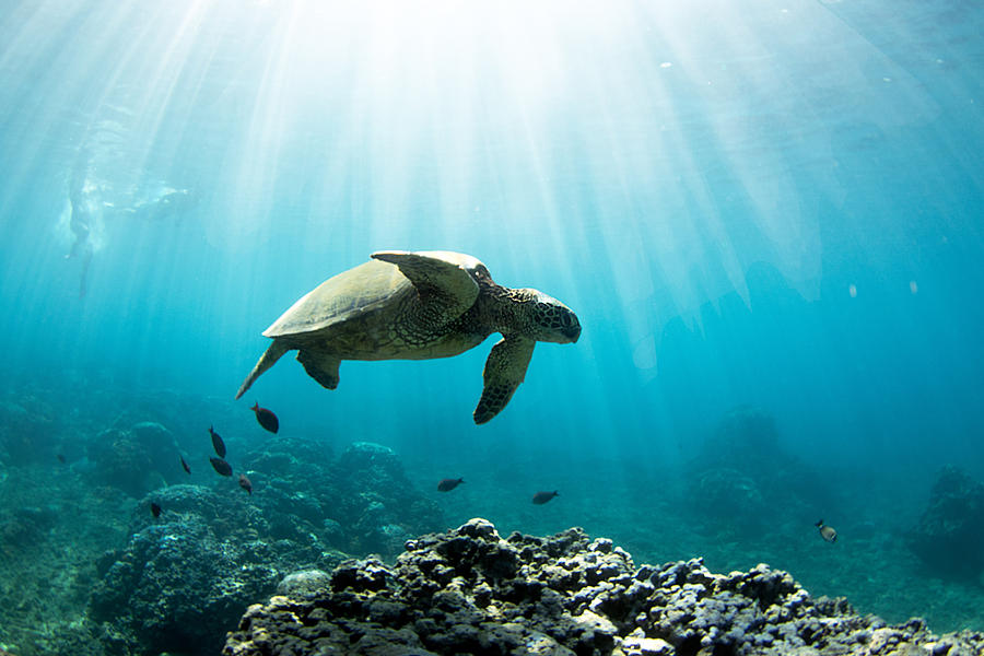 A Honu World Photograph by Micah Roemmling