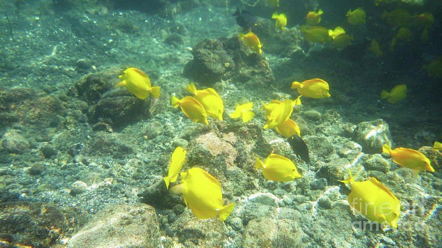 Underwater Yellow Tang Photograph by Karen Nicholson