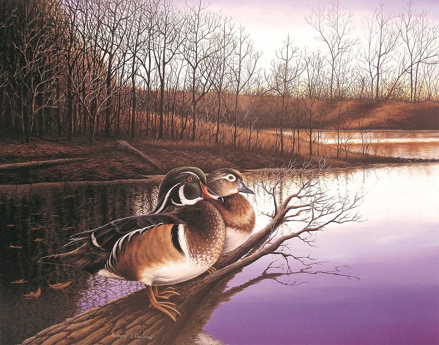Undisturbed - Wood Ducks Painting by Anthony J Padgett