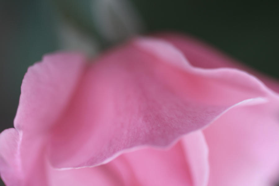 Une Belle Rose Photograph