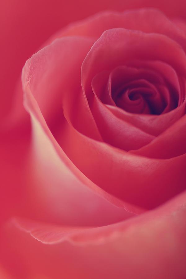 Une Rose D Amour Photograph By The Art Of Marilyn Ridoutt Greene