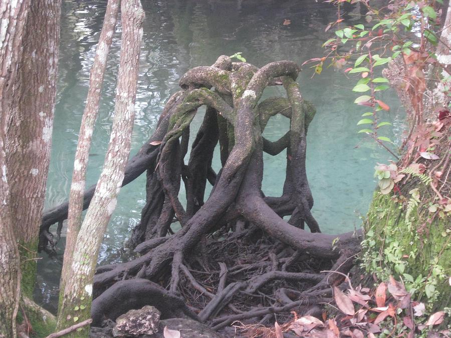 Three Sisters Springs Photograph - Unexpected Beauty by Debra Payne