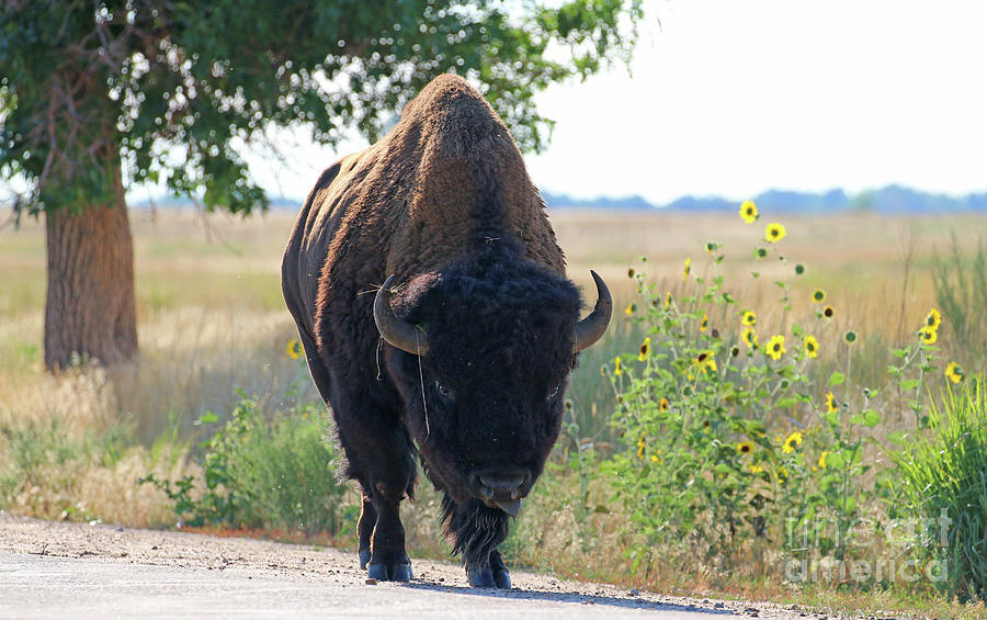 Unexpected Buffalo on Road  9693 Photograph by Jack Schultz