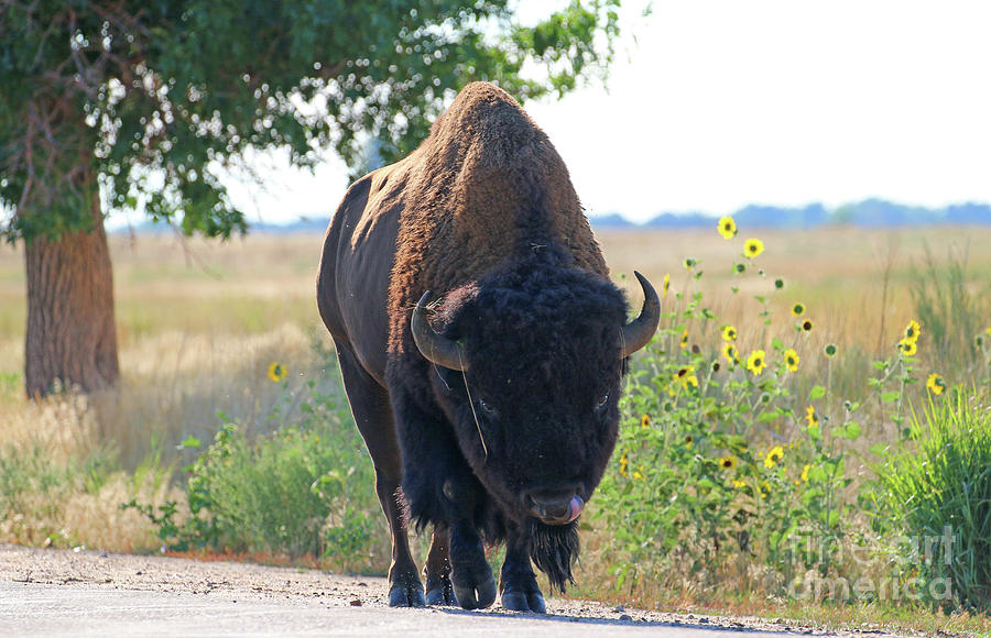 Unexpected Buffalo on Road  9694 Photograph by Jack Schultz