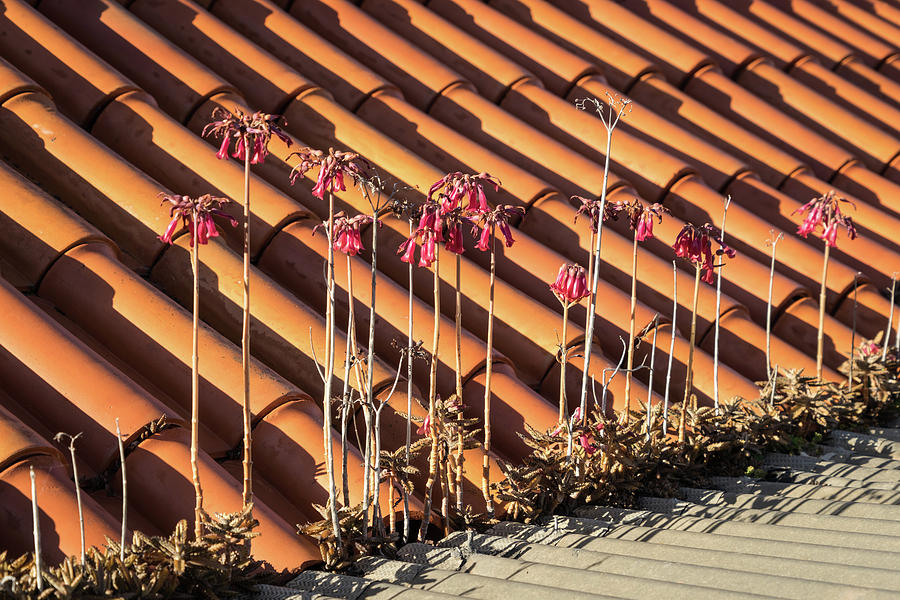 Unexpected Garden - the Incredible Adaptive Powers of Aloe Maculata Photograph by Georgia Mizuleva