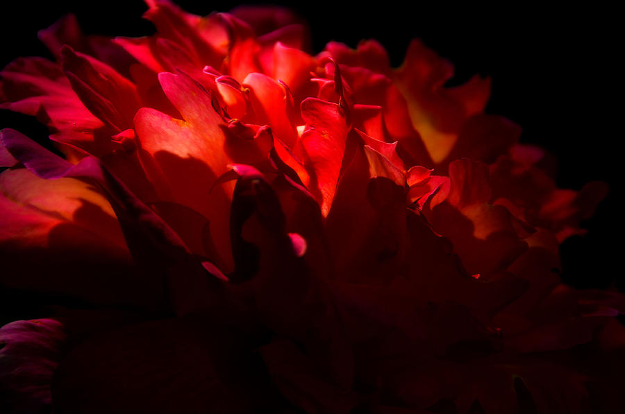 Flower Photograph - Unfailing Love  by Deb Cohen