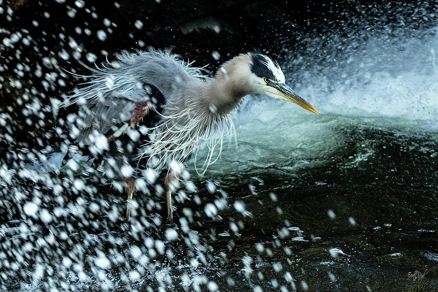 Heron Photograph - Unfazed Focus by Everet Regal