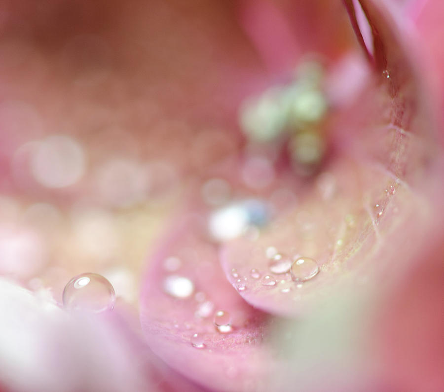 Unfocused Day Dreams Photograph by Sandra Parlow