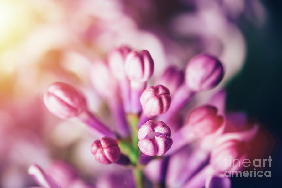 Unfolded bright lilac flower buds in a close-up. Photograph by Michal Bednarek