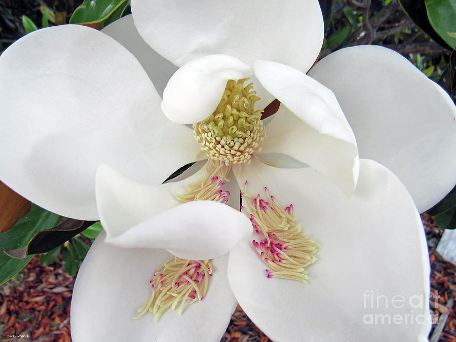 Unfolding Beauty of Magnolia by Roberta Byram Unfolding Beauty of Magnolia by Roberta Byram