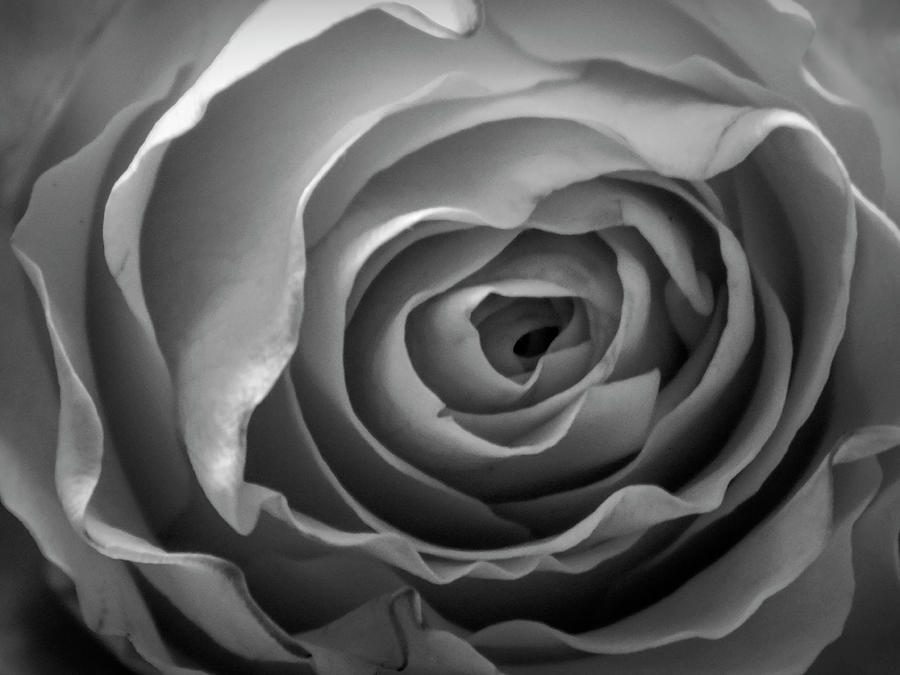 UNFOLDING - Black and White Photograph by Arlane Crump - Fine Art America