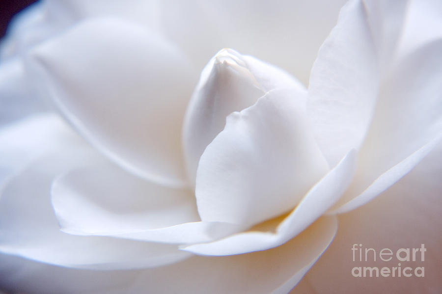 Unfolding Camellia Photograph by Julia Hiebaum