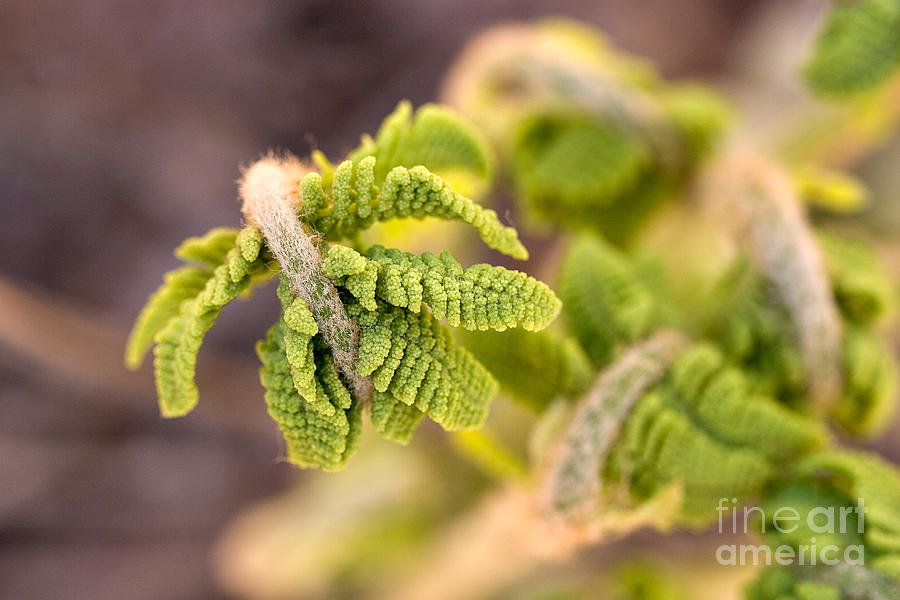Unfolding fern leaf Photograph by Louise Heusinkveld
