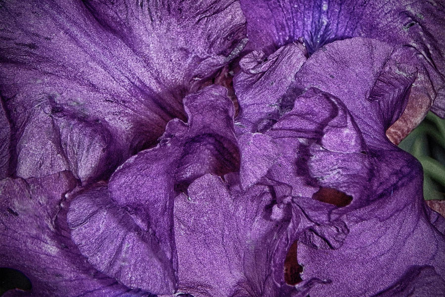 Unfolding Iris Photograph by Judy Hall-Folde