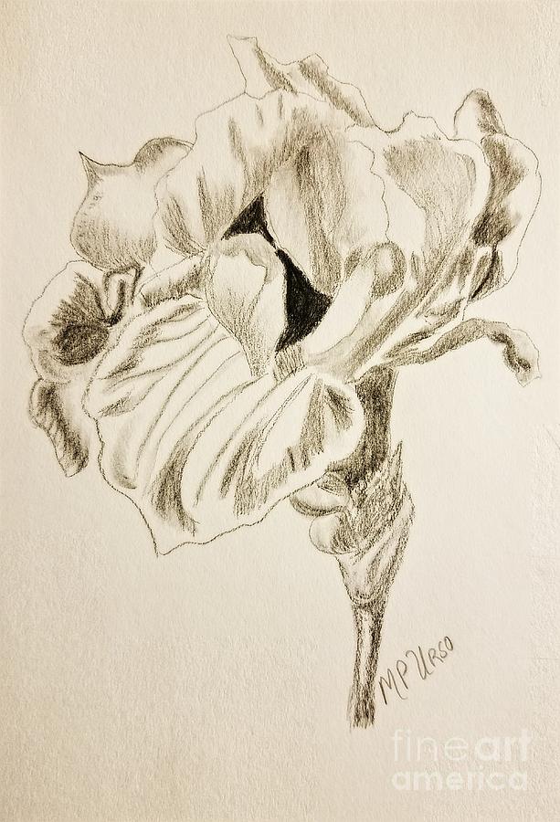 Unfolding Iris Drawing by Maria Urso