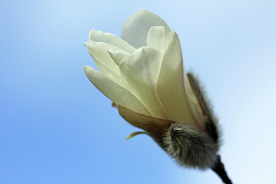 Unfolding Magnolia Photograph by Debbie Oppermann