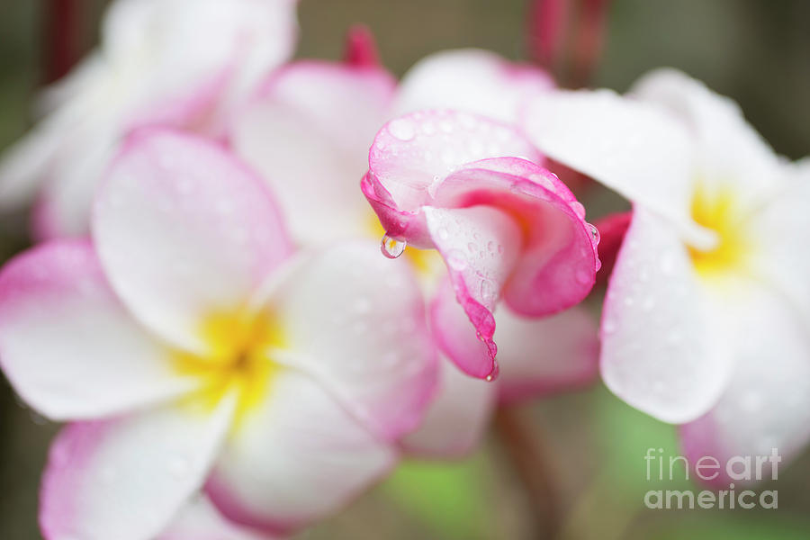 Unfolding Plumeria Blossom by Charmian Vistaunet Unfolding Plumeria Blossom by Charmian Vistaunet