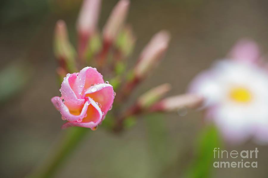 Unfolding Plumeria Flower by Charmian Vistaunet Unfolding Plumeria Flower by Charmian Vistaunet