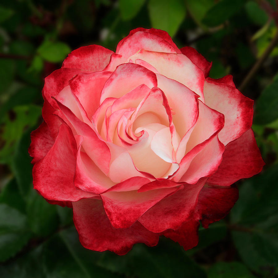Unfolding Rose in Red and White Photograph by Bonnie Follett