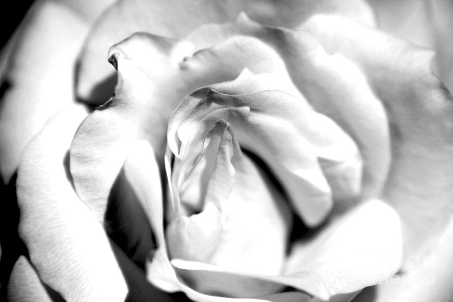 Unfolding Rose Photograph