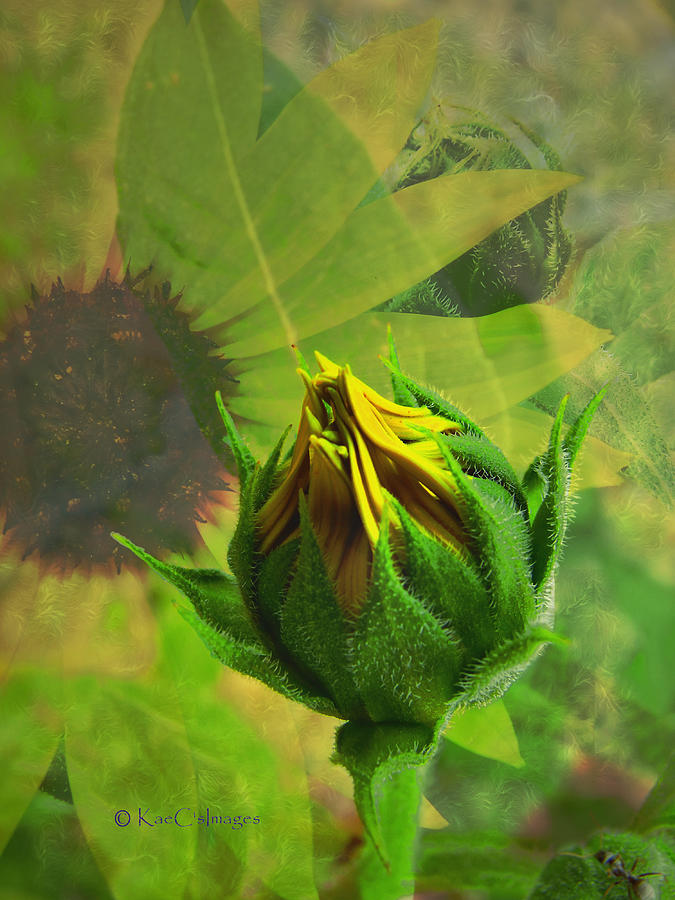 Unfolding Sunflower Digital Art by Kae Cheatham