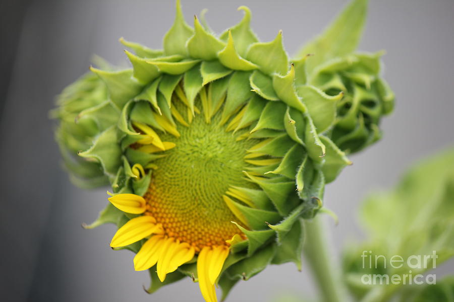Sunflower Photograph - Unfolding Sunflower by Sheri Simmons