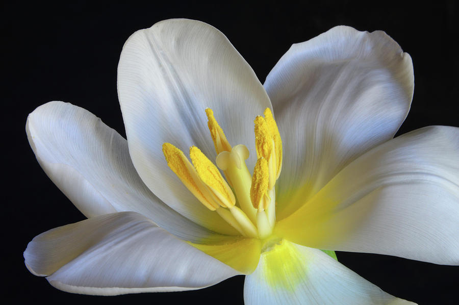Unfolding Tulip. Photograph by Terence Davis