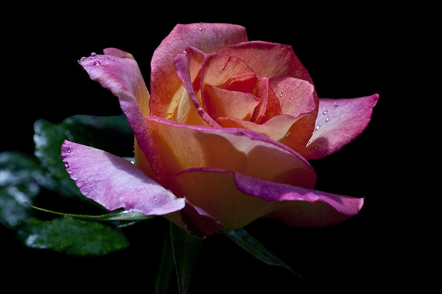 Rose Photograph - Unfoldment by Doug Norkum